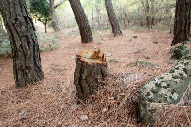 How Our Tree Care Process Works  in  James Island, SC